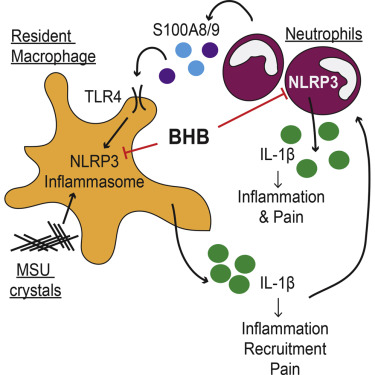 How BOHB helps with inflammation